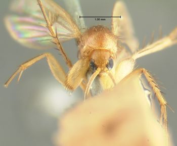 Media type: image;   Entomology 1190 Aspect: head frontal view